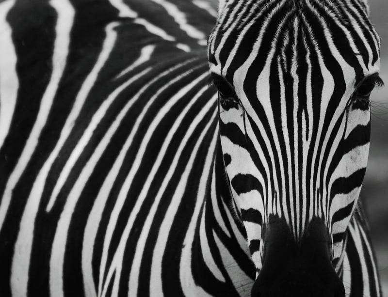 Safari Zebra